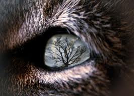 revenge spells, free revenge spell, spells casting, talismans, charms